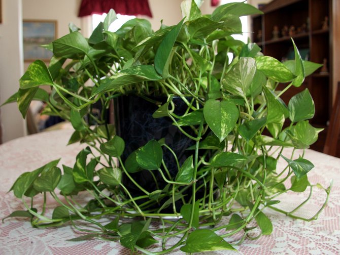 Comment faire pousser correctement un philodendron d'escalade dans un appartement