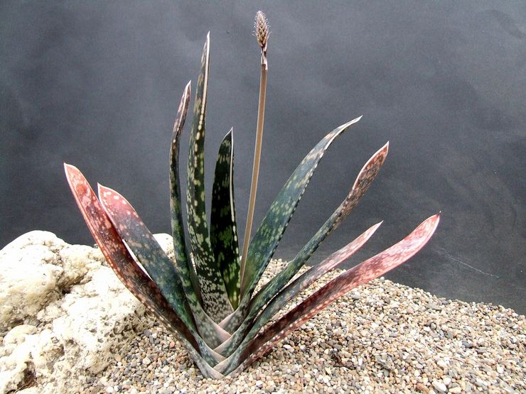 Sabre Gasteria