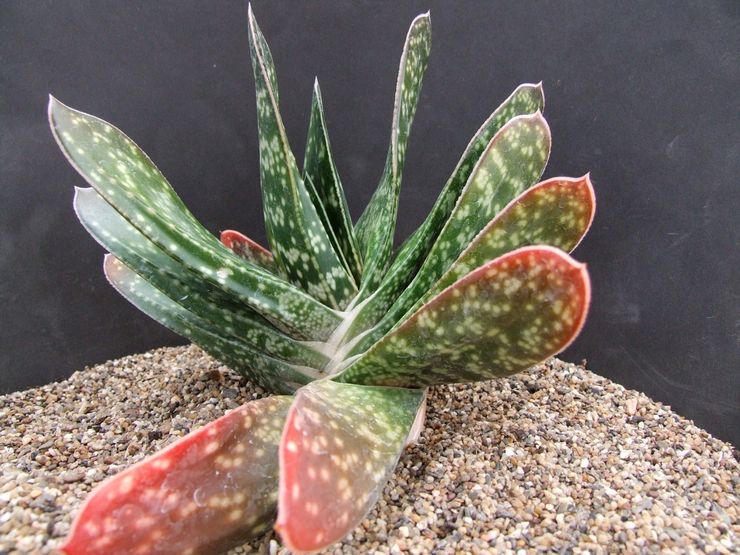 Gasteria bicolore