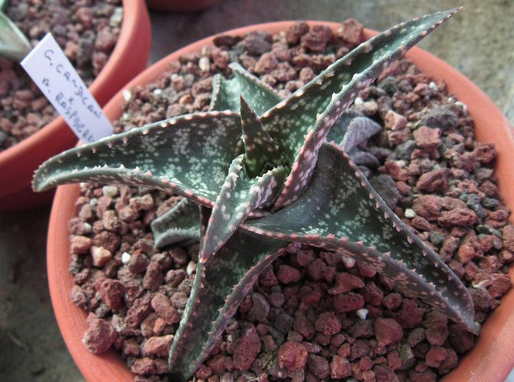 Gasteria est blanchâtre