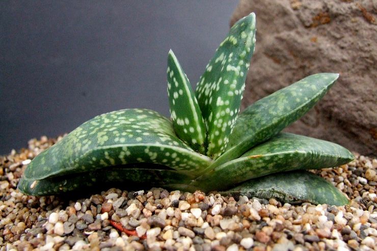 Gasteria caréné