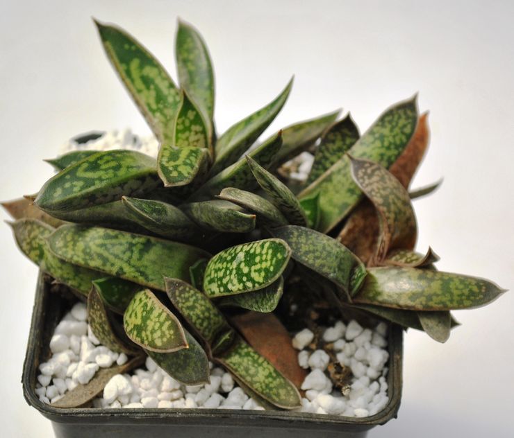 Gasteria est minuscule