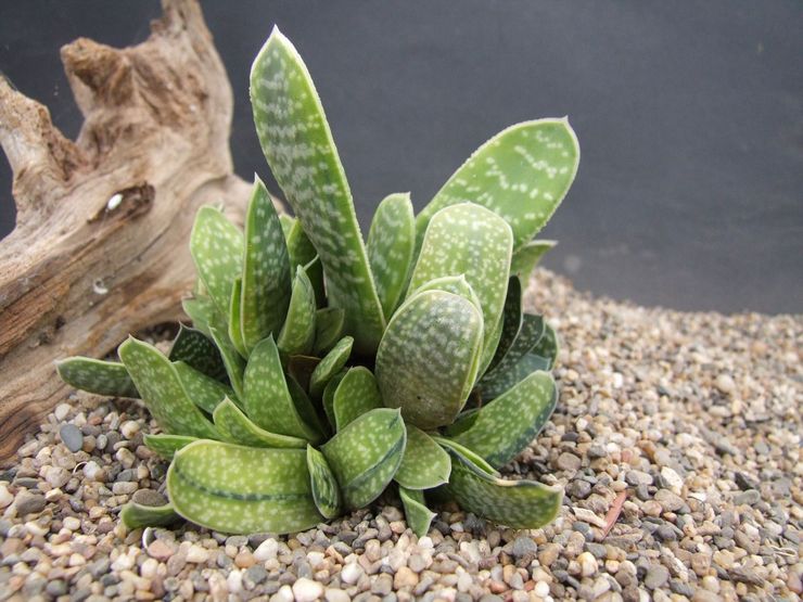 Gasteria repéré