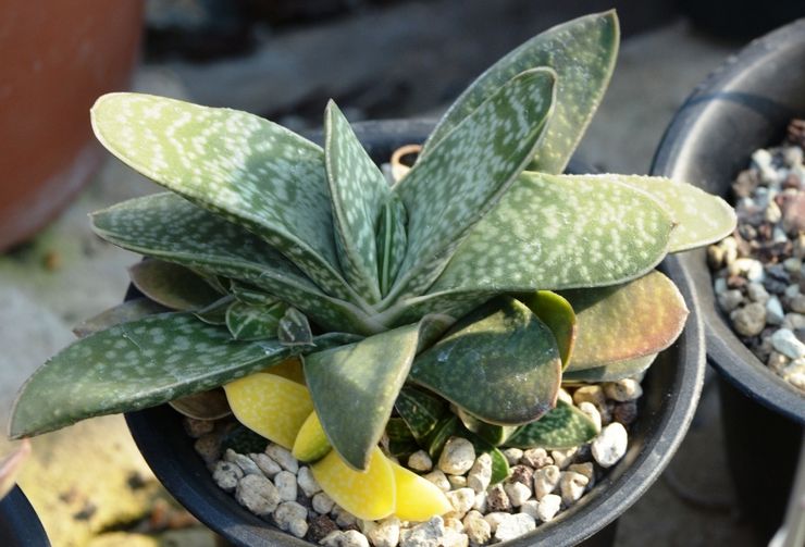 Marbre Gasteria