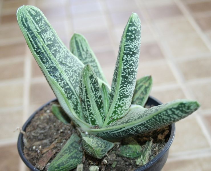 Terre pour planter Gasteria