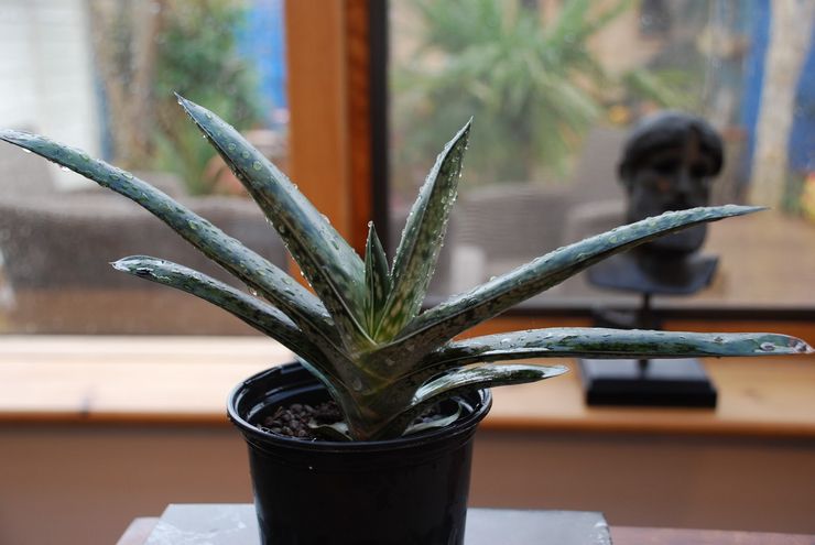 Arrosage de Gasteria