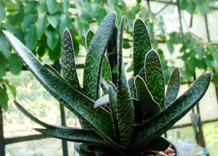 Gasteria triangulaire