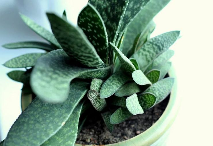 Accueil Gasteria Care