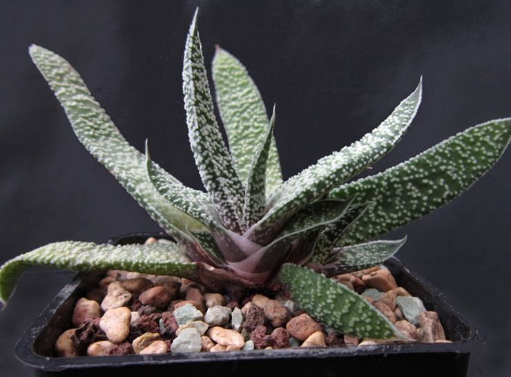 Gasteria verruqueux