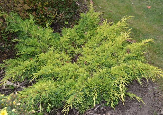 Juniper Pfitzeriana Gold Star (étoile d'or pfitzeriana)