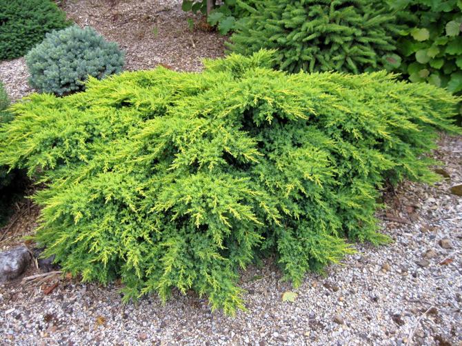 Juniper medium pfitzeriana. Description, variétés populaires et photos