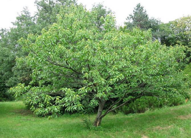 Semer la châtaigne. Photo et description de l'arbre