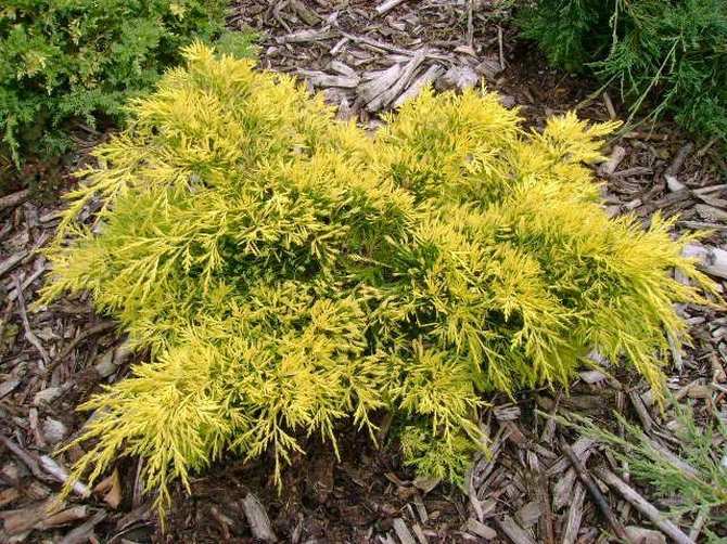 Juniper King of Spring