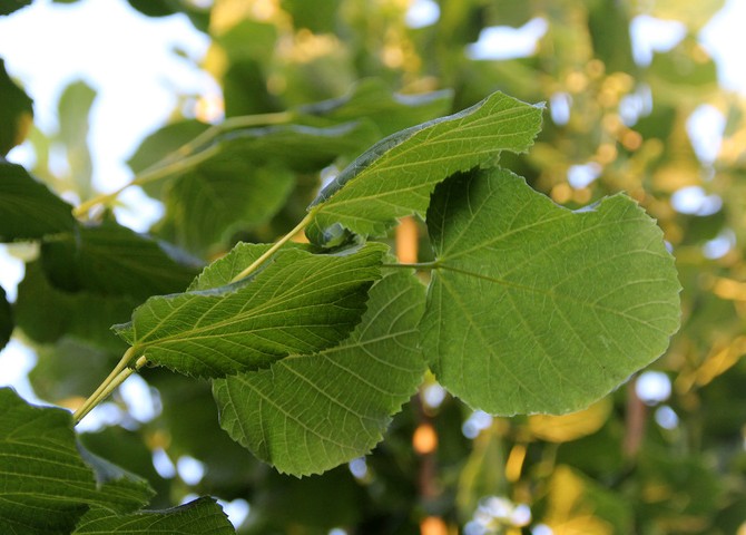 Feuilles de forme particulière, en forme de cœur avec des côtés différents et une pointe en haut