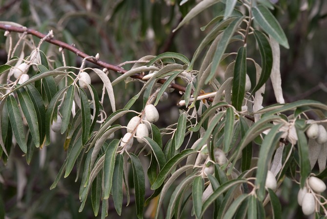 Les fruits du meunier à feuilles étroites