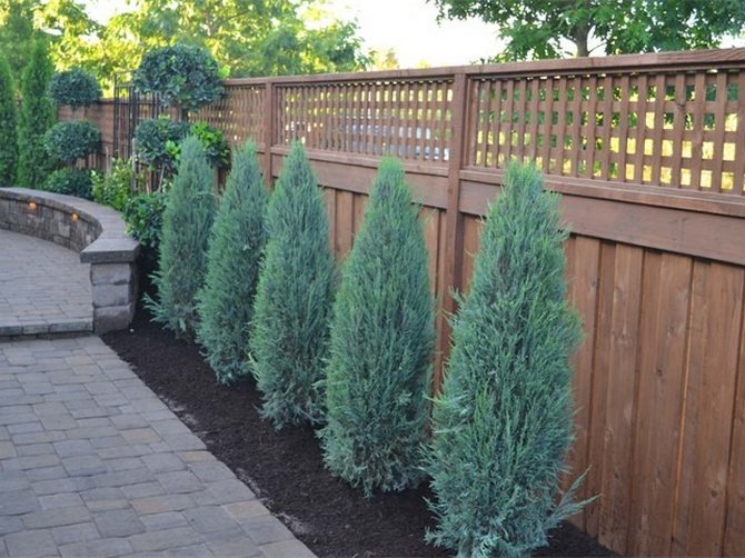 Où pousse un conifère, comment planter correctement un genévrier rocheux dans le jardin