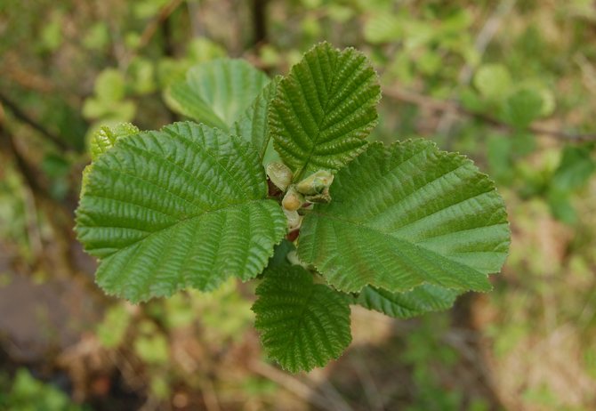 Photo et description de l'aulne européen