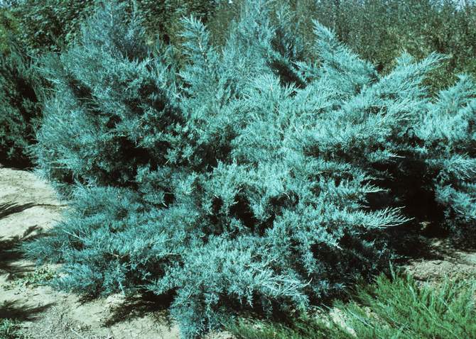 Juniper Pfitzeriana Glauca (Pfitzeriana Glauca)