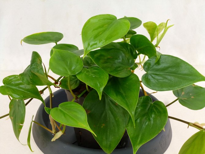 Soins Philodendron