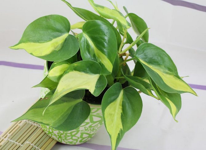 Philodendron. Soins infirmiers et reproduction. Transplantation et arrosage