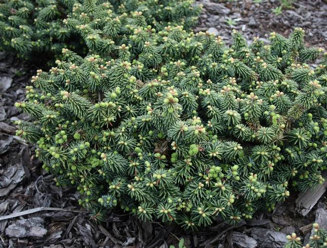 Planter du sapin baumier