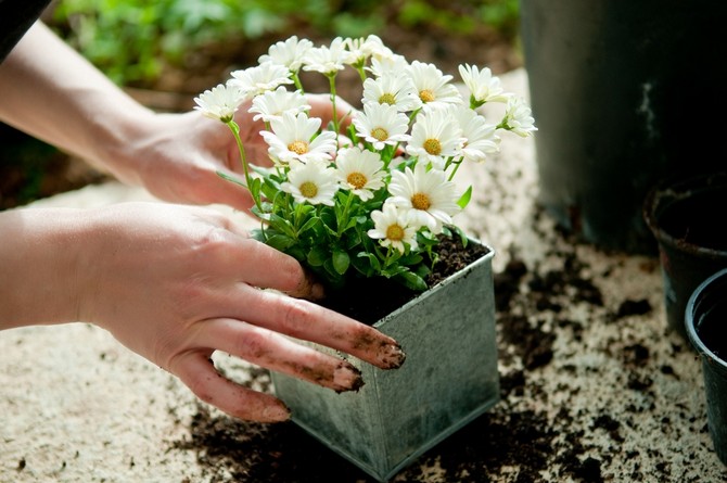 Trucs et astuces pour les débutants sur la façon de propager des plantes