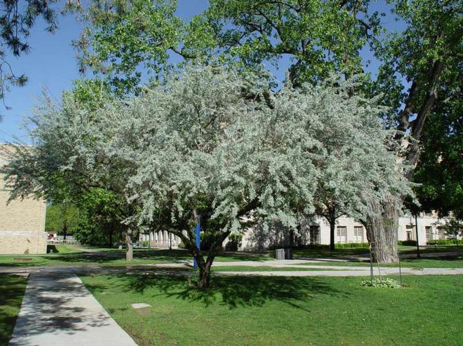 Comment faire pousser un chêne à feuilles étroites ou un olivier russe