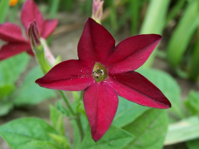 Plantation et élevage de tabac parfumé dans le jardin et sur le balcon