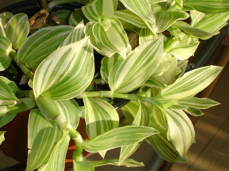 Tradescantia à fleurs blanches