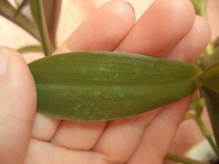 Tradescantia ravageurs et maladies