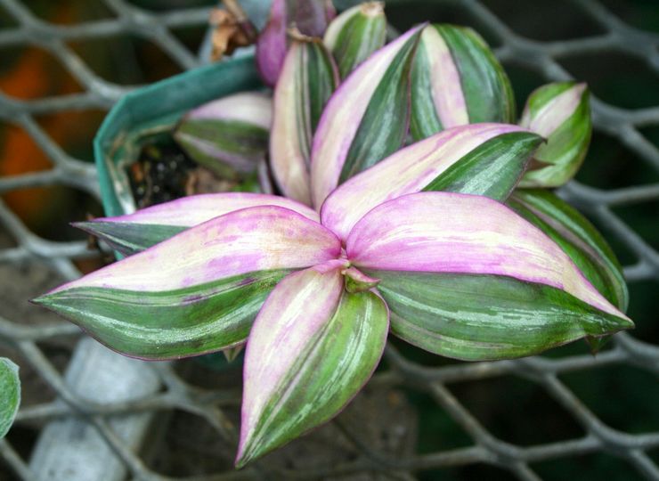 Tradescantia hétéroclite