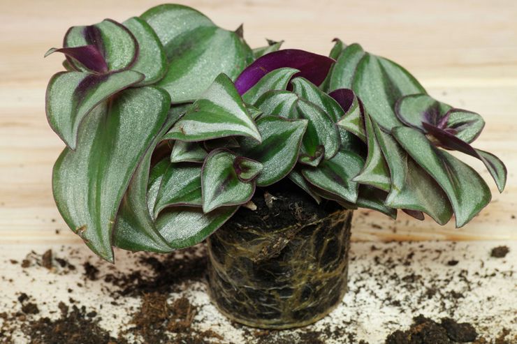 Greffe de Tradescantia