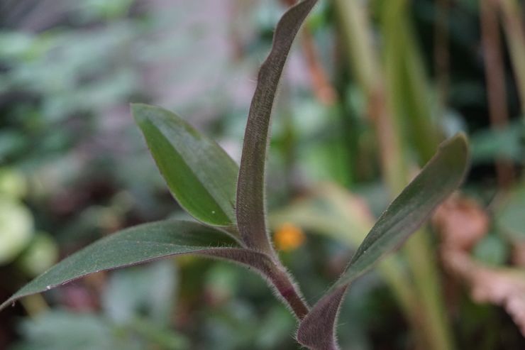 Tradescantia poilue