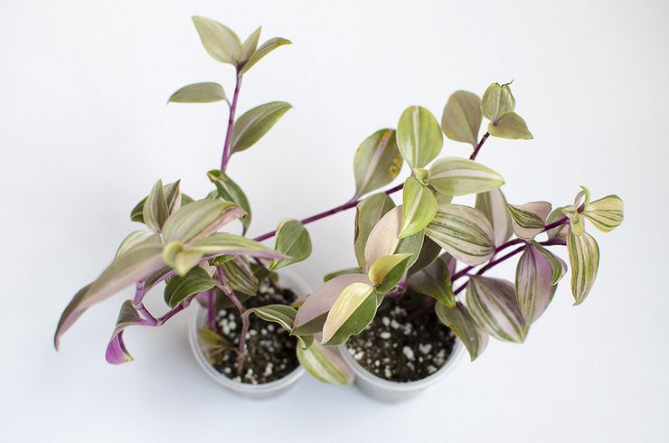 Méthodes d'élevage pour Tradescantia