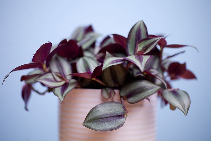 Chambre tradescantia