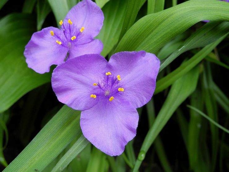 Virginie Tradescantia