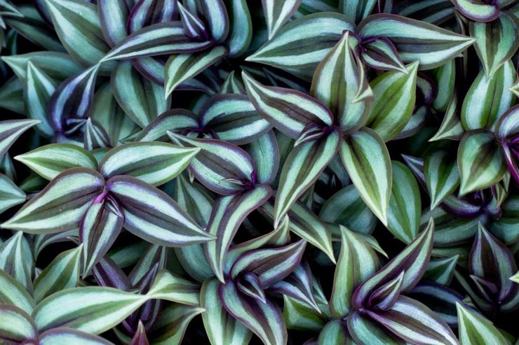 Tradescantia zèbre