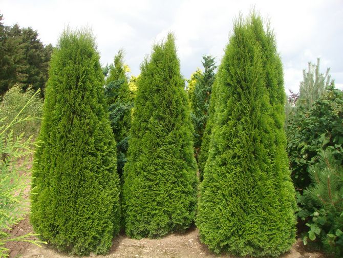 Pyramidale occidentale de Thuja