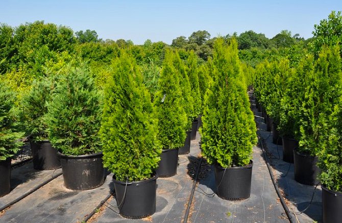 Thuja western: plantation et entretien