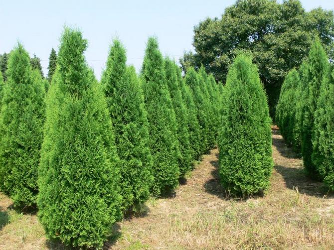 Thuja ouest. Caractéristiques, graines et types de thuya occidental