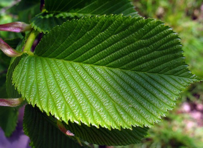 La feuille mesure jusqu'à 15 cm de long, oblongue, élargie, avec des denticules sur les bords