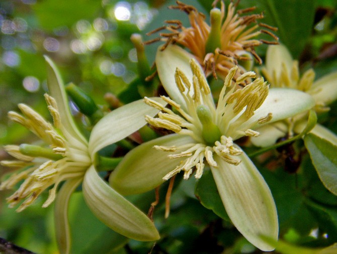 Les fleurs de la caution sont jaune-vert avec de nombreuses étamines jaunes