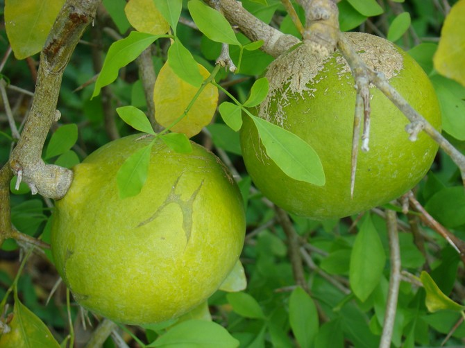 Baile Matum ou arbre fruitier de coing du Bengale de l'Inde