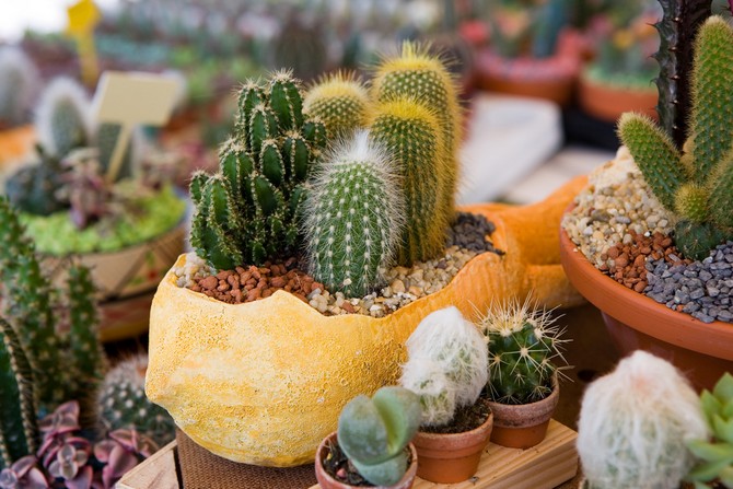 Les cactus et autres plantes du genre succulent se sentent également mal à l'aise dans des conditions similaires.