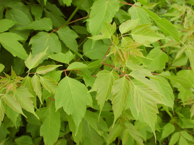 Les feuilles sont composées, pennées, pétiolées