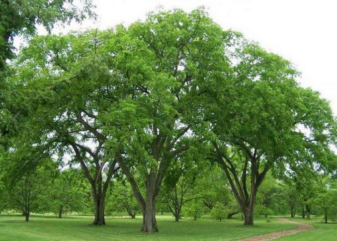 Entretien des arbres