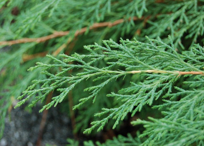 Aiguilles de jeunes plantes et pousses poussant à l'ombre, souvent saillantes, en forme d'aiguille