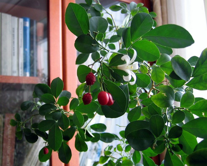 Murraya a besoin d'une humidité élevée, donc la fleur a besoin d'une pulvérisation quotidienne.