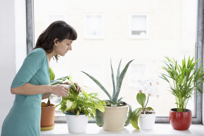 Comment bien entretenir les plantes par temps chaud