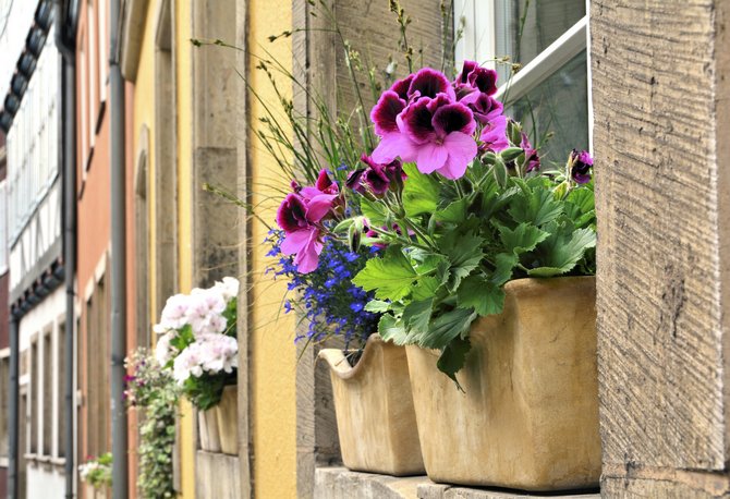 Les chambres, pas les fleurs et les plantes à l'extérieur